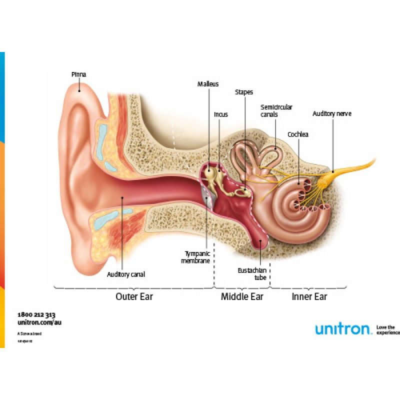 UNAU_Anatomy_Ear_Poster